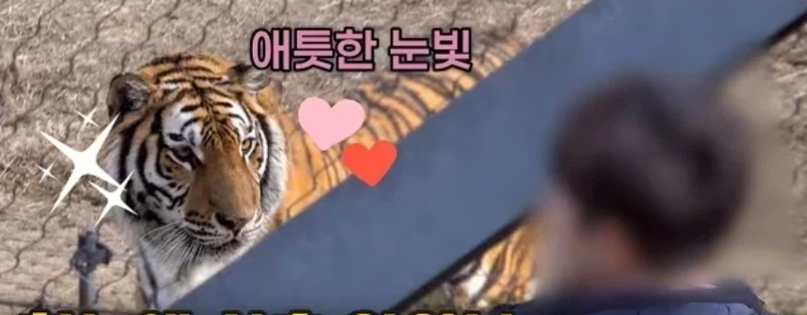 고양이가 조선시대 선비들을 볼때 표정 특징_1.webp
