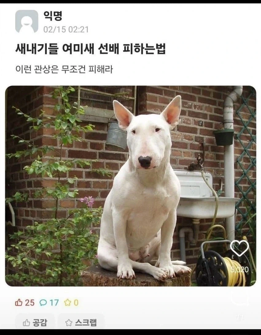 재미로 보는 남미새, 여미새 관상_2.webp