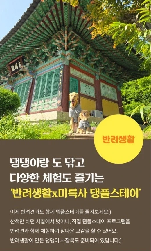 불교 견주들 사이 핫하다는 댕플스테이.jpg_1.webp
