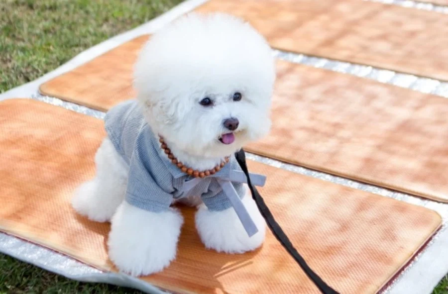 불교 견주들 사이 핫하다는 댕플스테이.jpg_7.webp