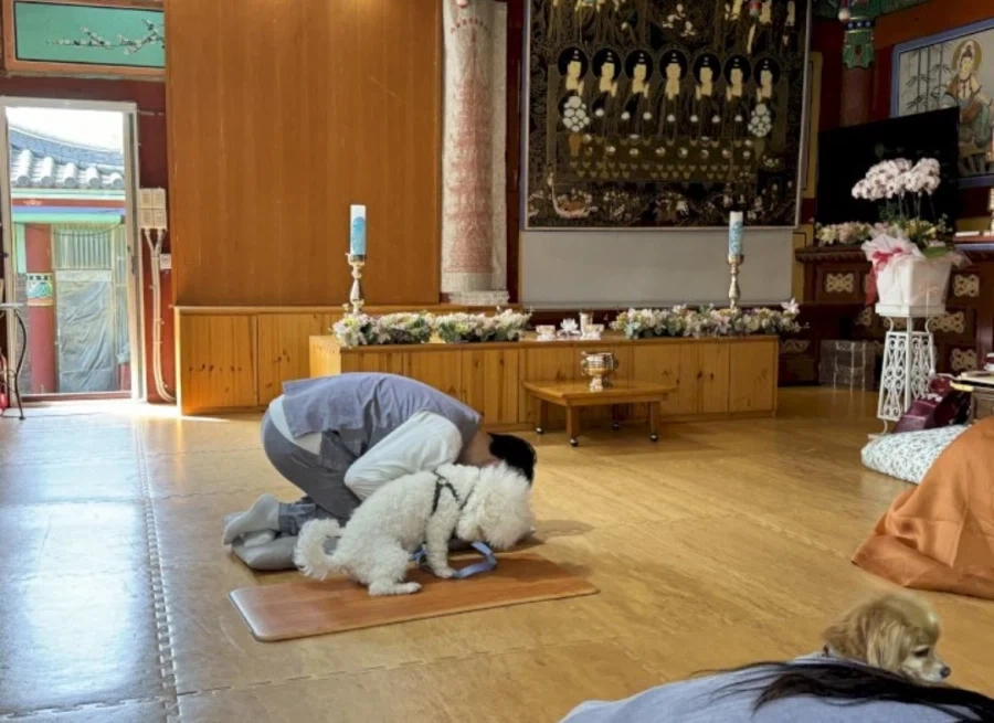불교 견주들 사이 핫하다는 댕플스테이.jpg_10.webp
