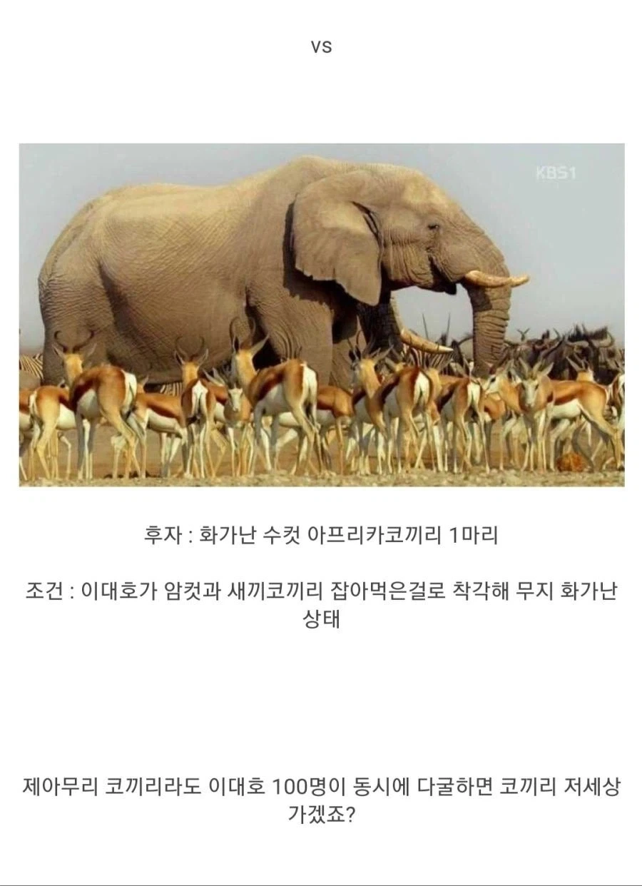 이대호100명 vs 코끼리1마리_2.webp