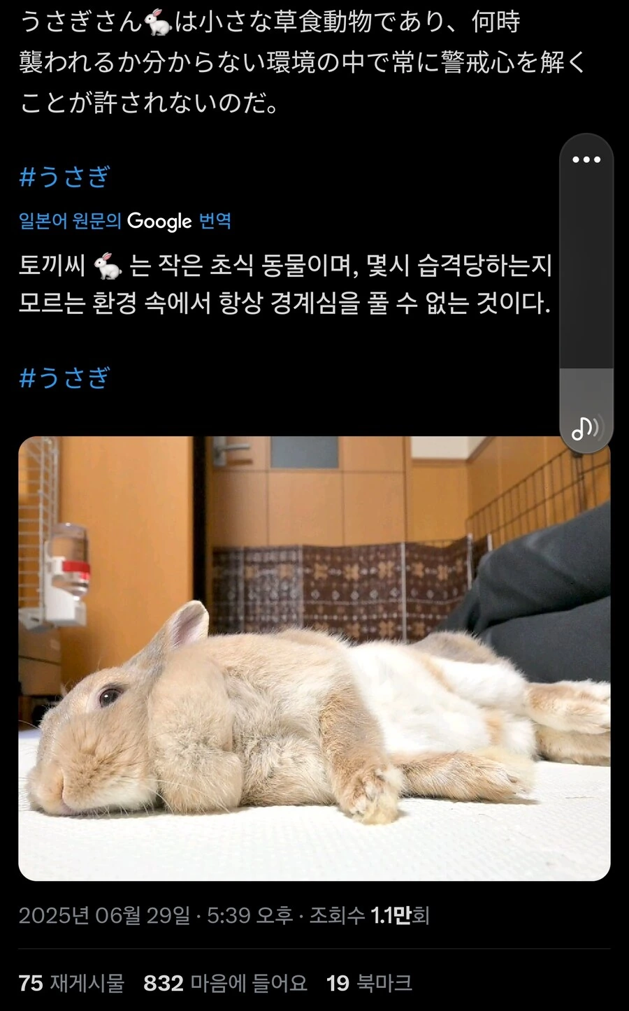 토끼는 개, 고양이와 전혀 다름_1.jpg