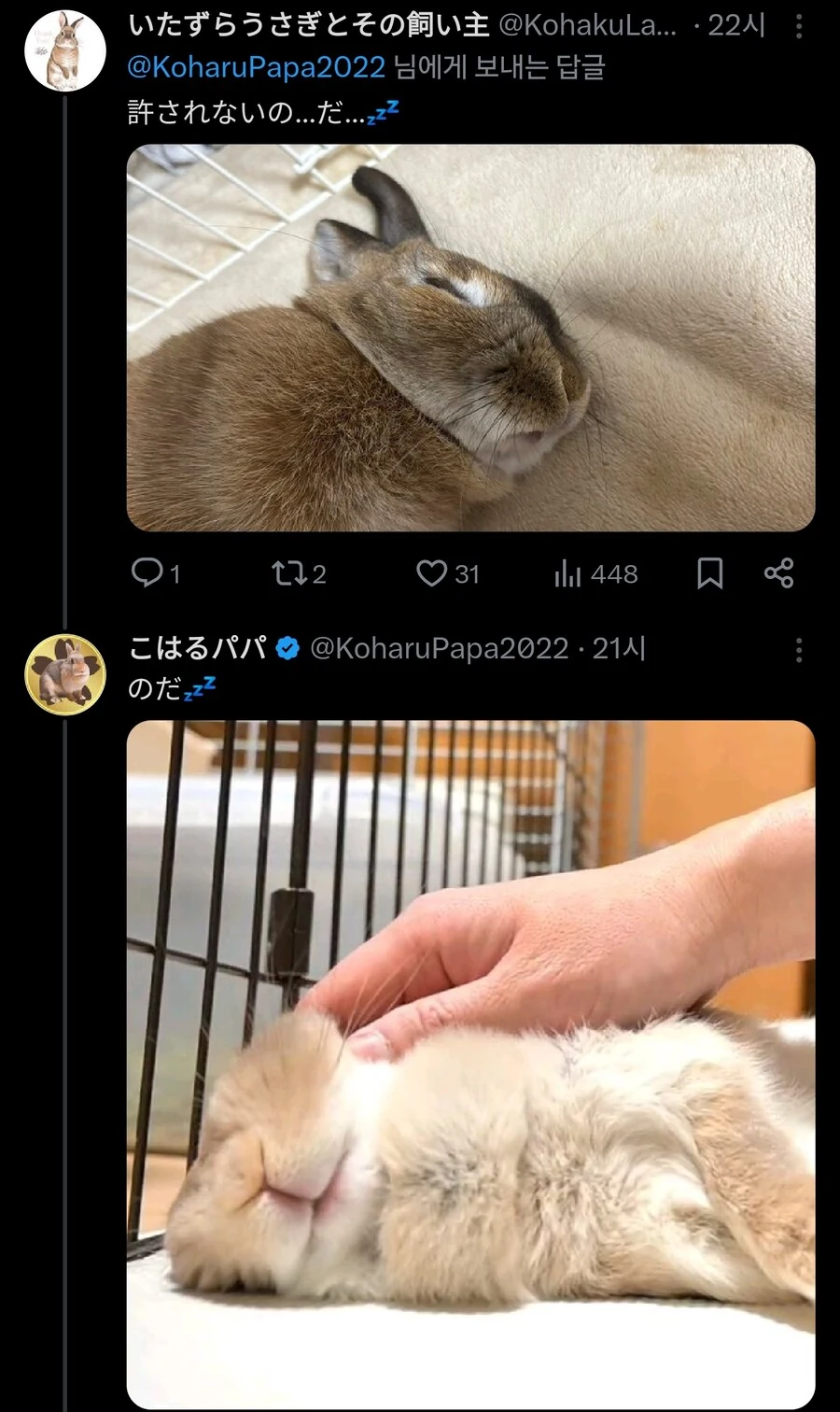토끼는 개, 고양이와 전혀 다름_2.jpg