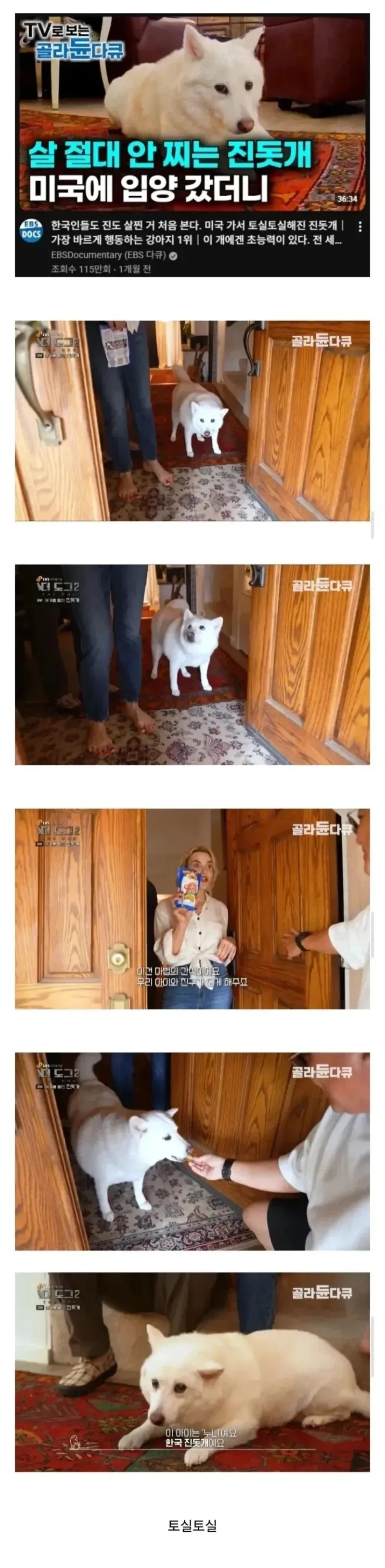 진돗개와 진도도그의 차이_1.webp