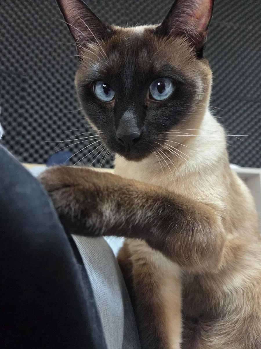고양이 : 어우 집사쉐이 똥배 좀 봐라~~_6.webp