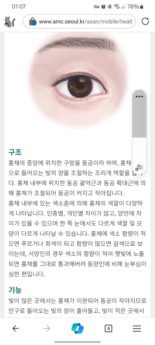 동양인과 서양인의 안구 차이_2.png