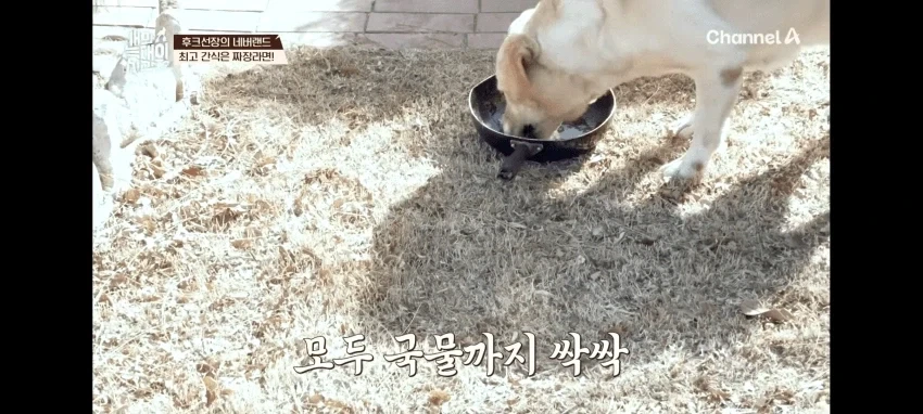 개사료는 개 건강에 안좋다는 견주_8.webp