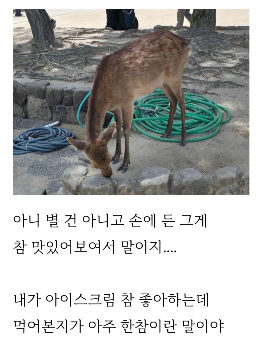 히로시마 갔다가 봉변당한 사람_5.webp