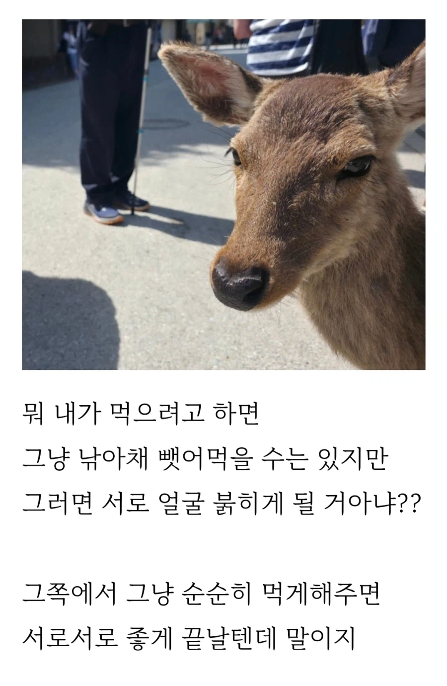 히로시마 갔다가 봉변당한 사람_6.webp