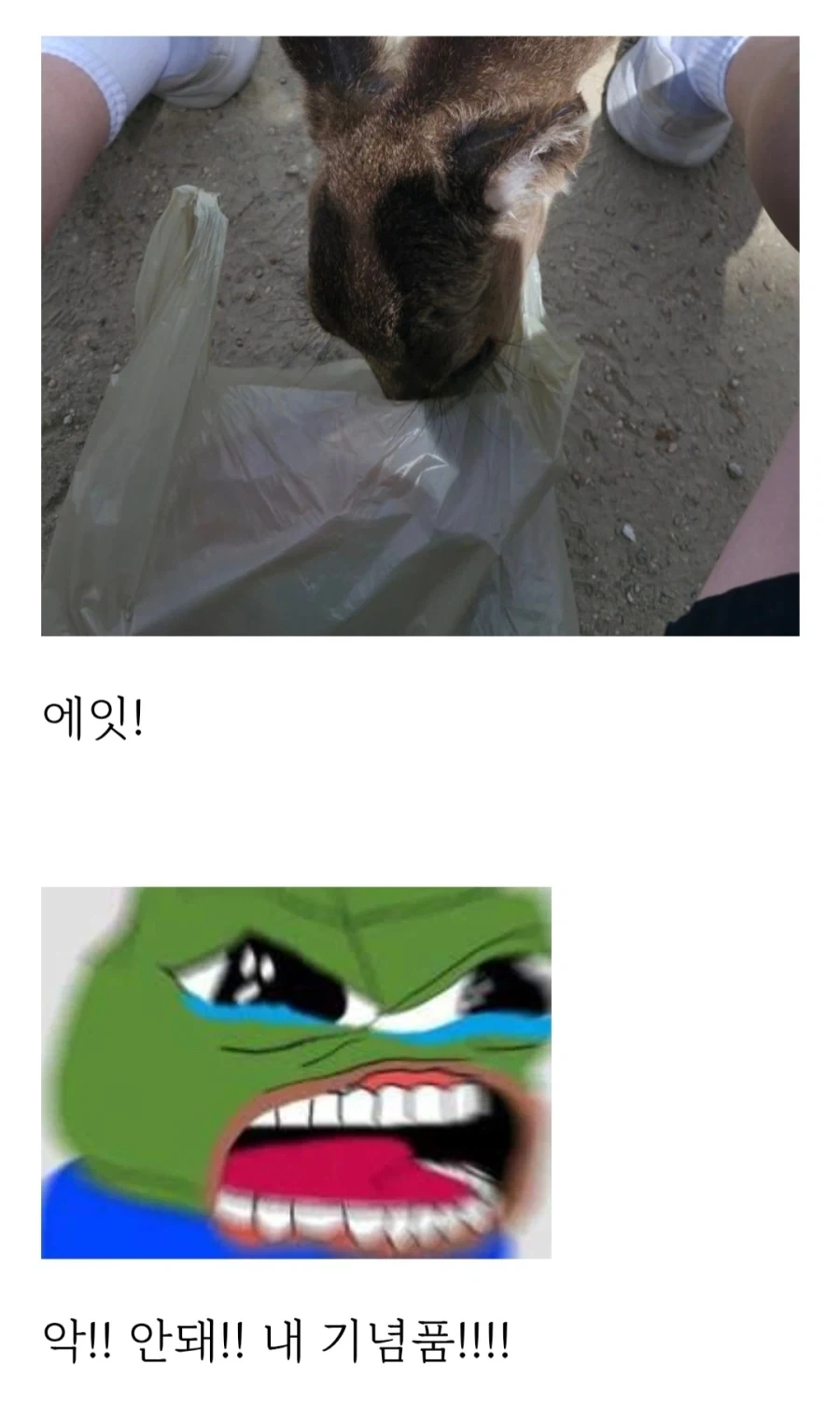 히로시마 갔다가 봉변당한 사람_9.webp