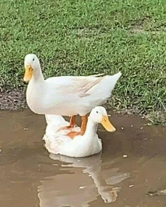 오리가 물 위에 떠 있을수 있는 이유_1.webp