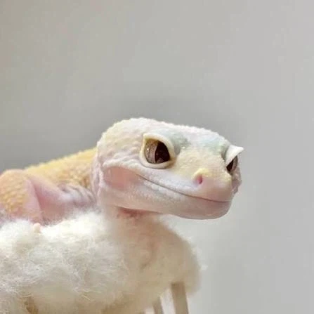 도마뱀 가능 얘기가 많이 나오는 이유_1.webp