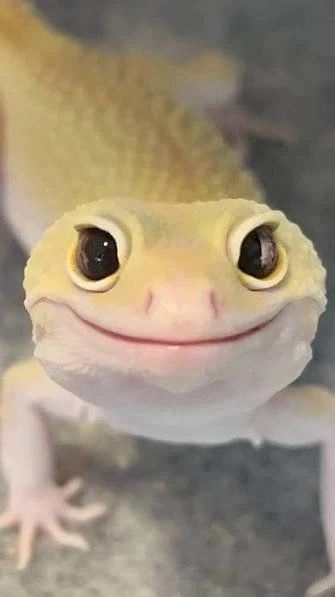 도마뱀 가능 얘기가 많이 나오는 이유_2.webp