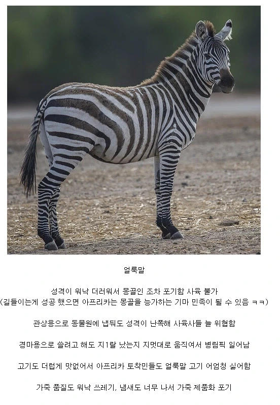 인류에게 정말 쓸모 1도 없어서 멸종 피한 동물_1.webp
