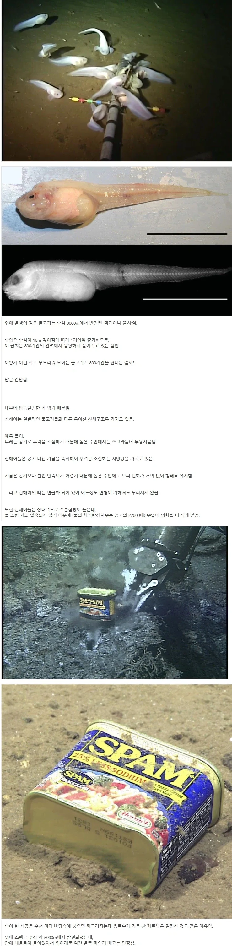 심해어가 수압을 견딜 수 있는 이유.jpg_1.webp