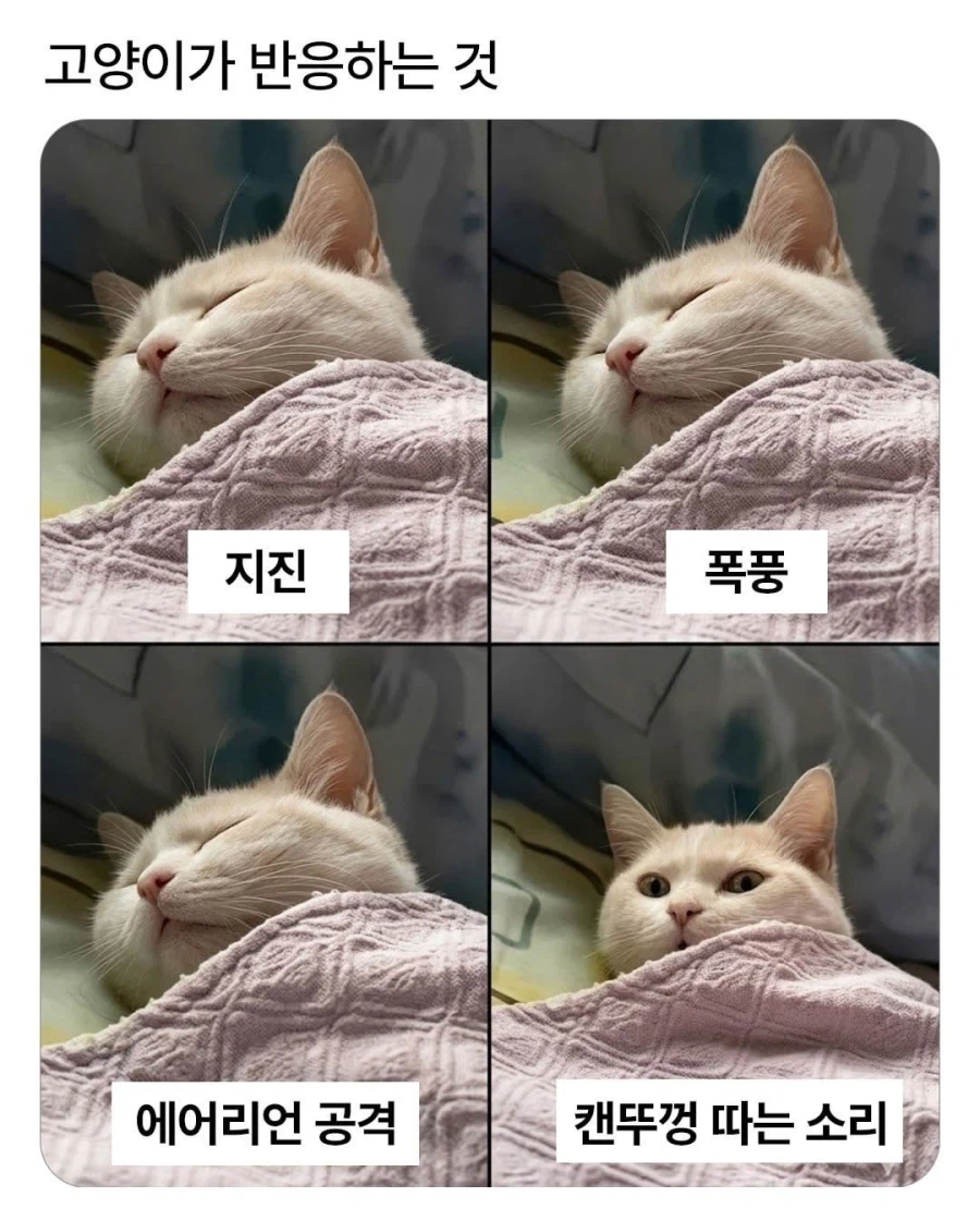 고양이가 유일하게 반응하는 거_1.webp