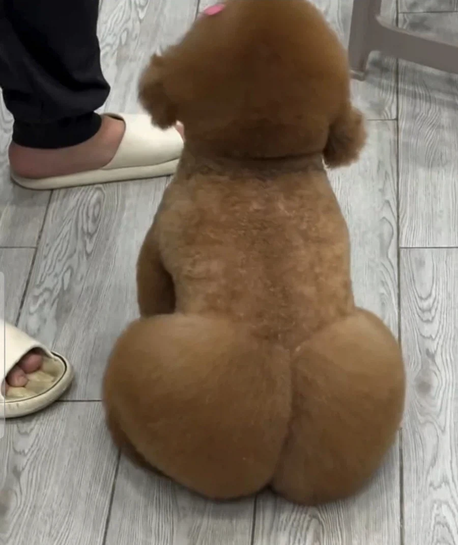 개 ㅈ같이 생겼네 ㅋㅋㅋㅋㅋㅋㅋ_1.webp