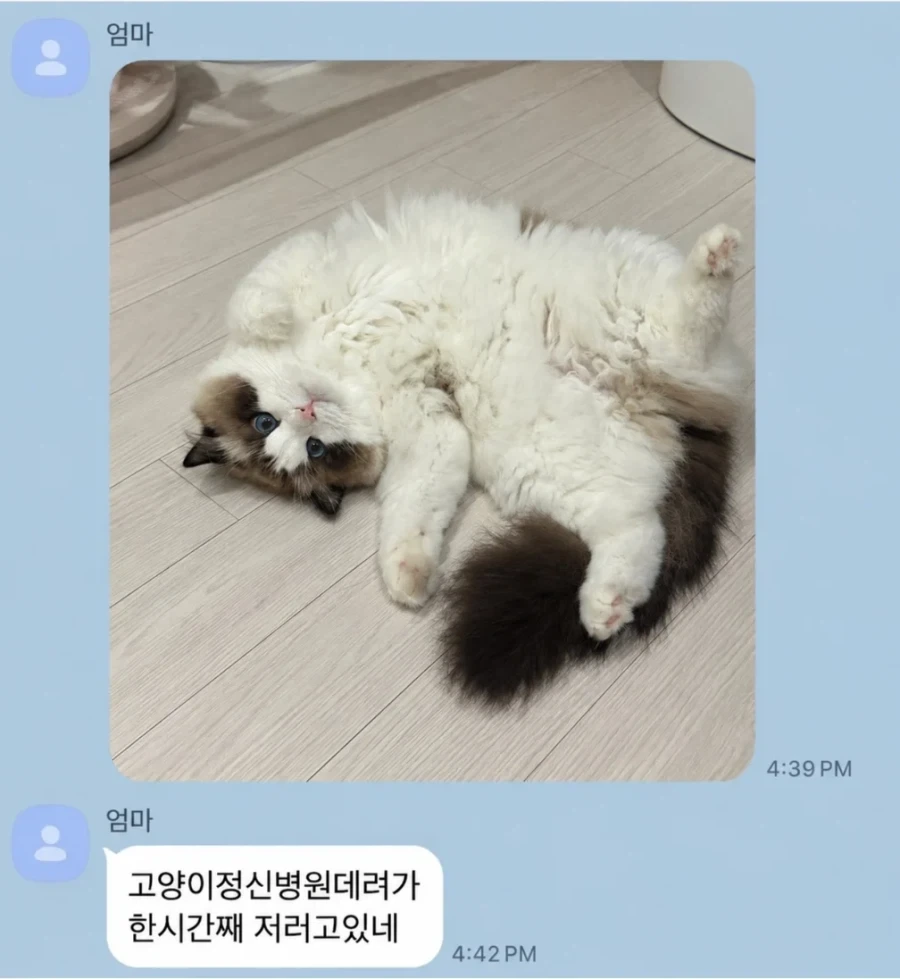 고양이 병원에 데려가라는 엄마_1.webp