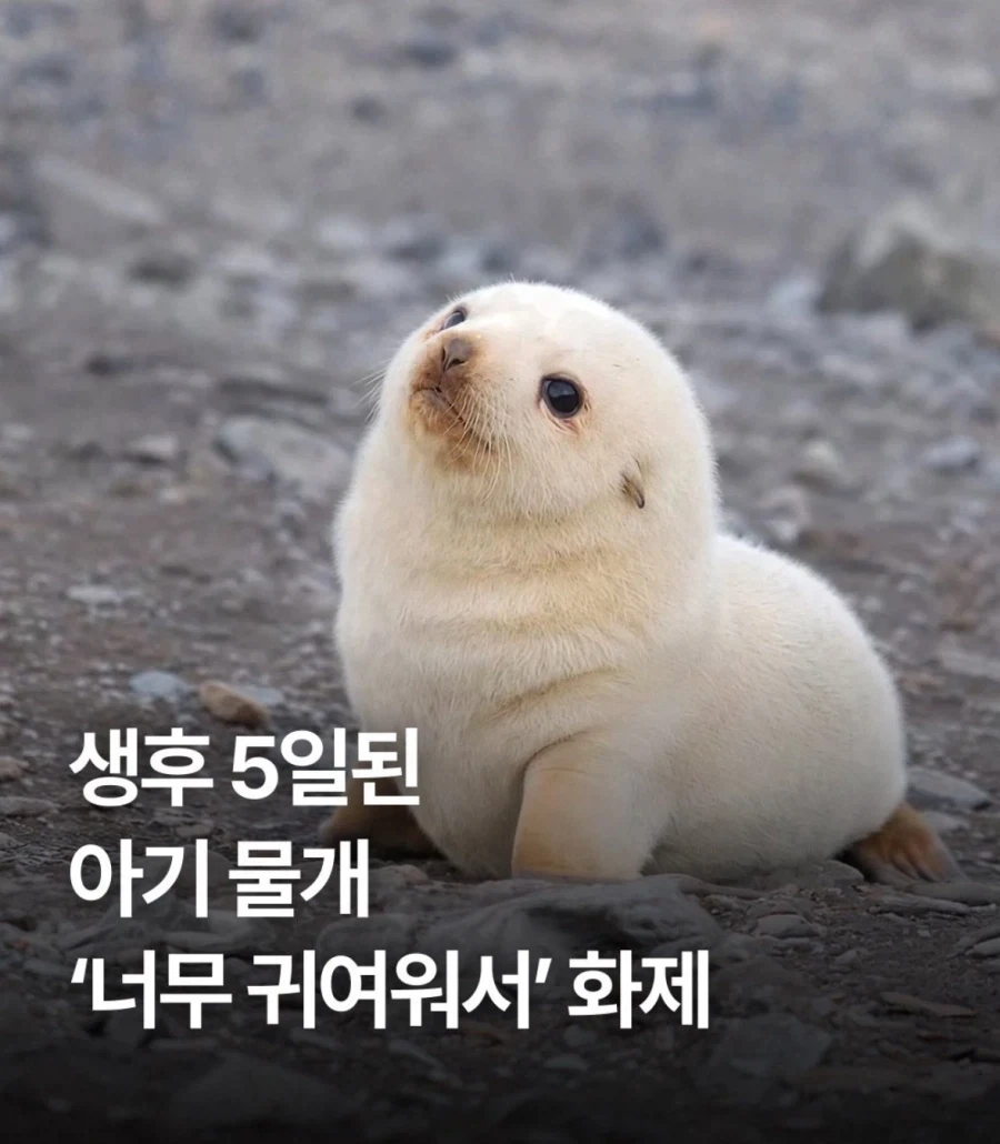 생후 5일된 아기 물개