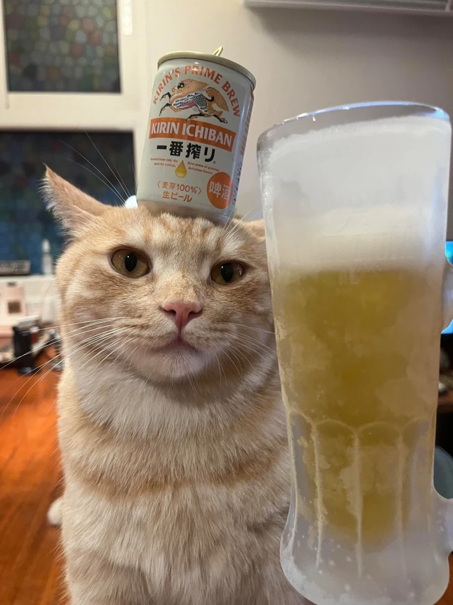 고양이: 그래. 그 맥주 차갑냐? _1.webp