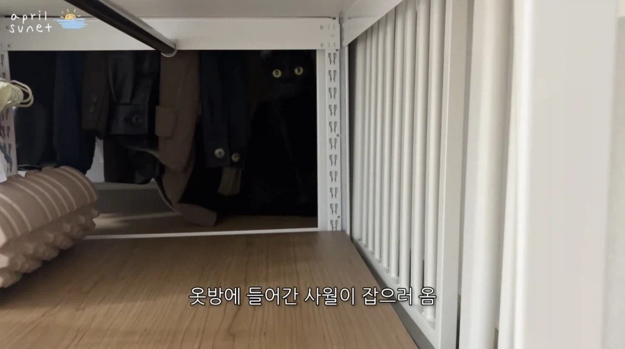 올블랙 냥이들 키우는 집사들이 늘 겪는 환각 증세_1.webp