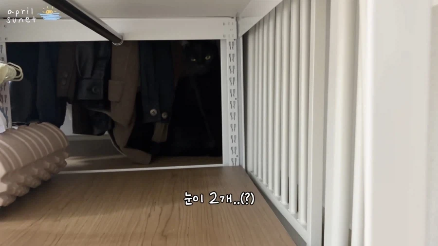 올블랙 냥이들 키우는 집사들이 늘 겪는 환각 증세_2.webp