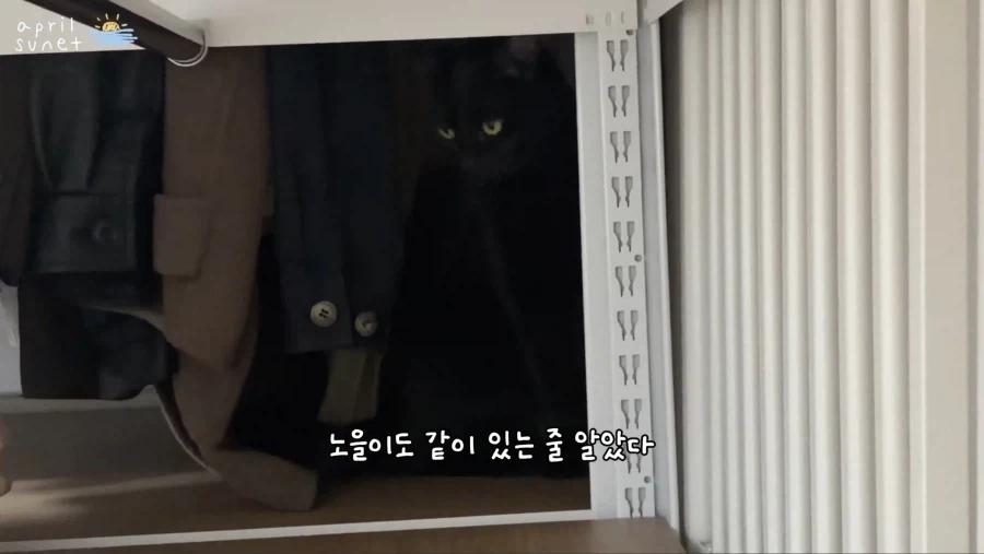 올블랙 냥이들 키우는 집사들이 늘 겪는 환각 증세_3.webp
