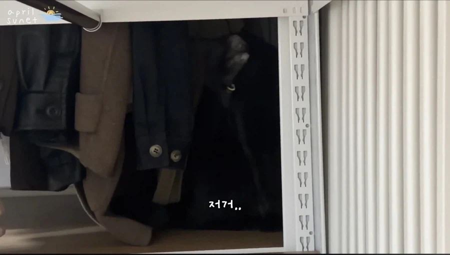 올블랙 냥이들 키우는 집사들이 늘 겪는 환각 증세_4.webp