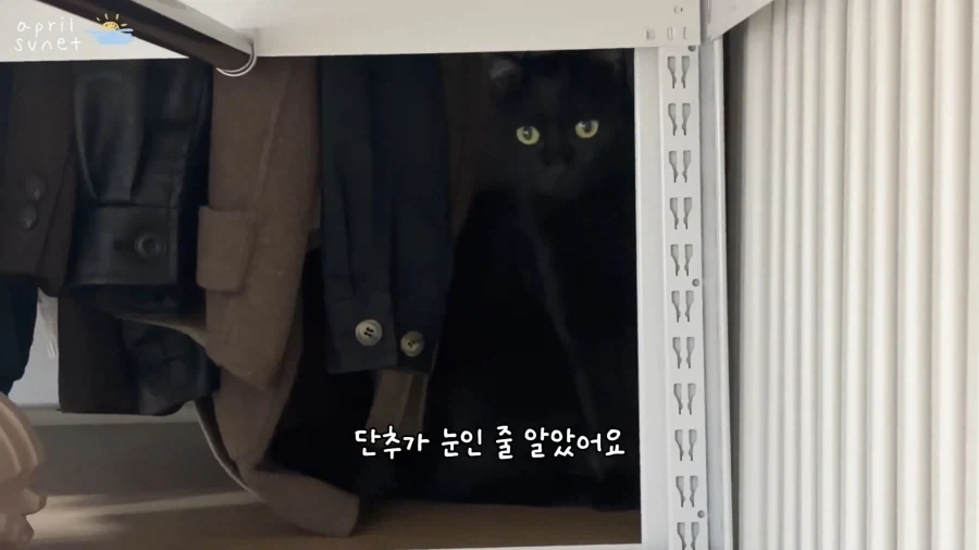 올블랙 냥이들 키우는 집사들이 늘 겪는 환각 증세_5.webp
