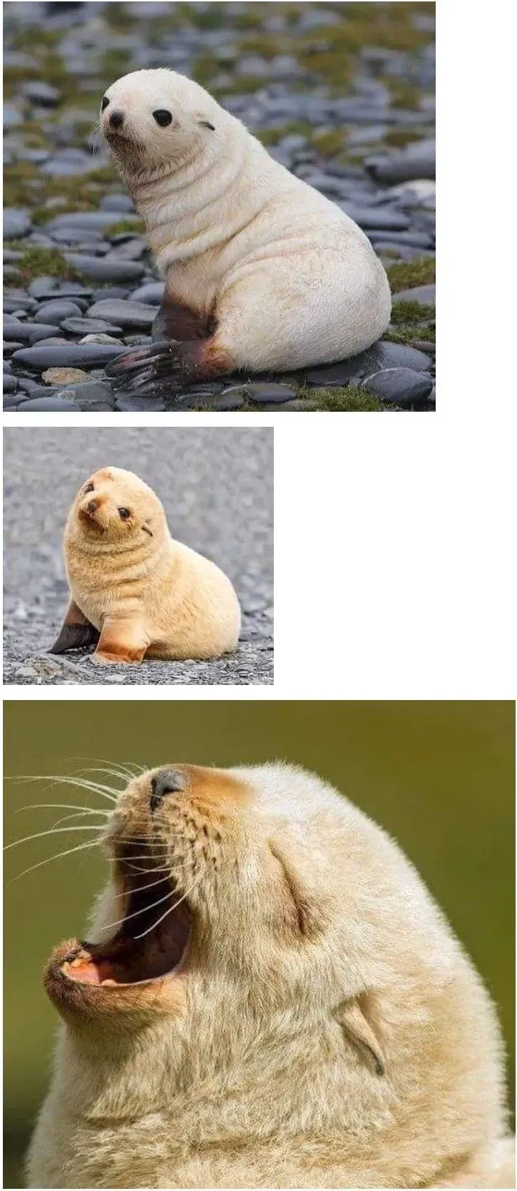 생후 5일된 아기 물개.jpg_2.webp
