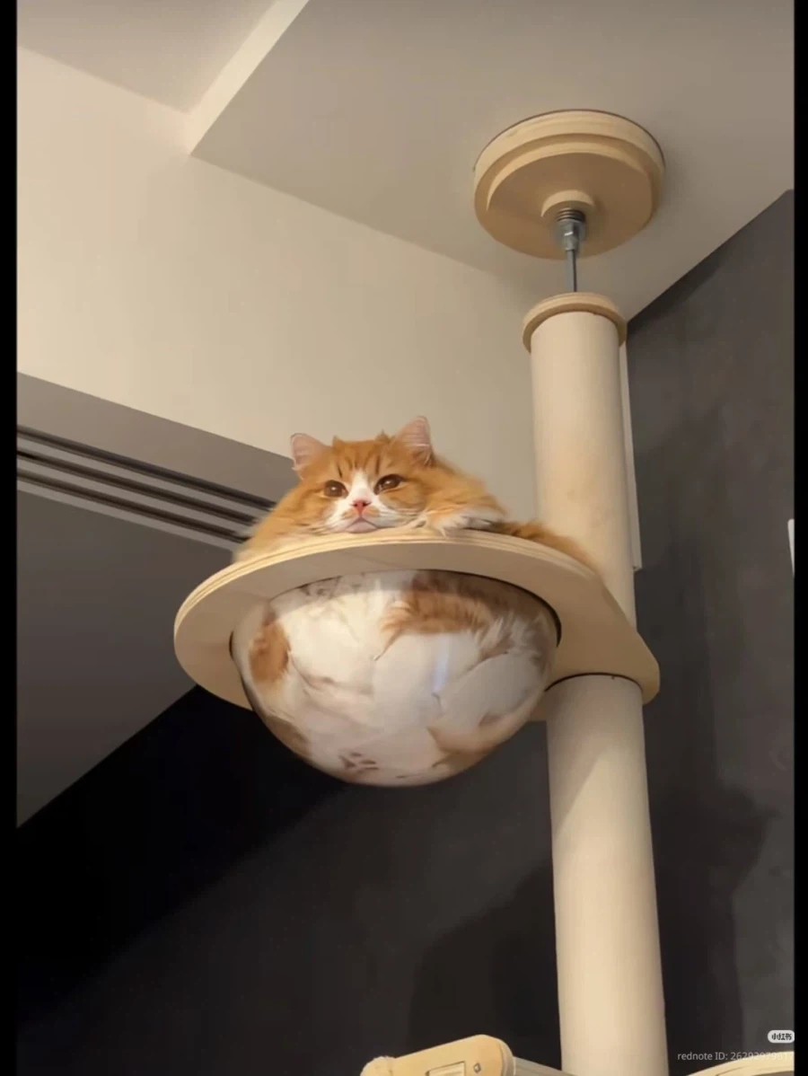 고양이 볼 _1.webp