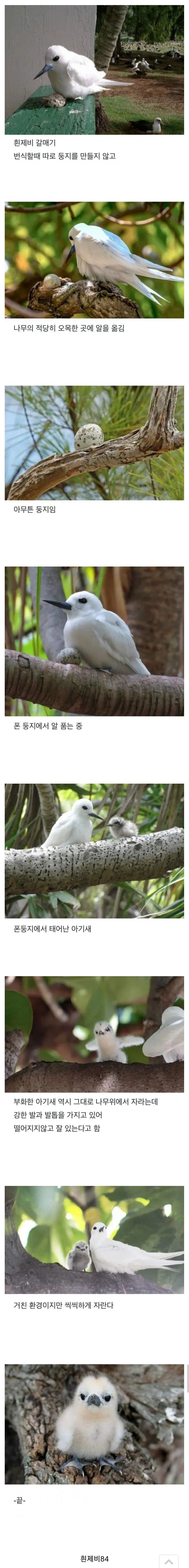 태어난김에 사는 새_1.webp