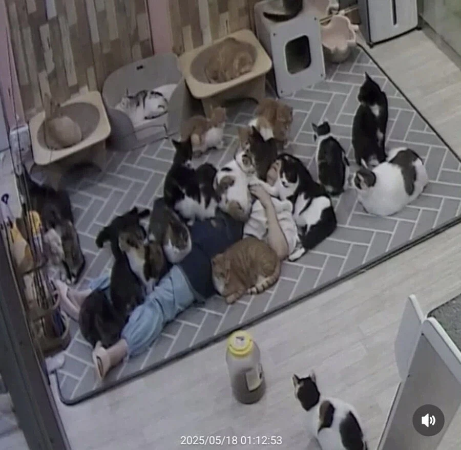 고양이 쉼터에서 6시간 잔사람_1.webp