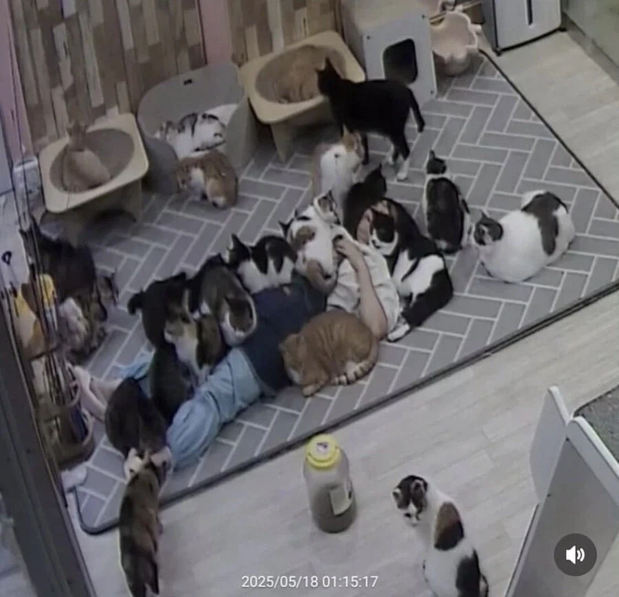 고양이 쉼터에서 6시간 잔사람_3.webp