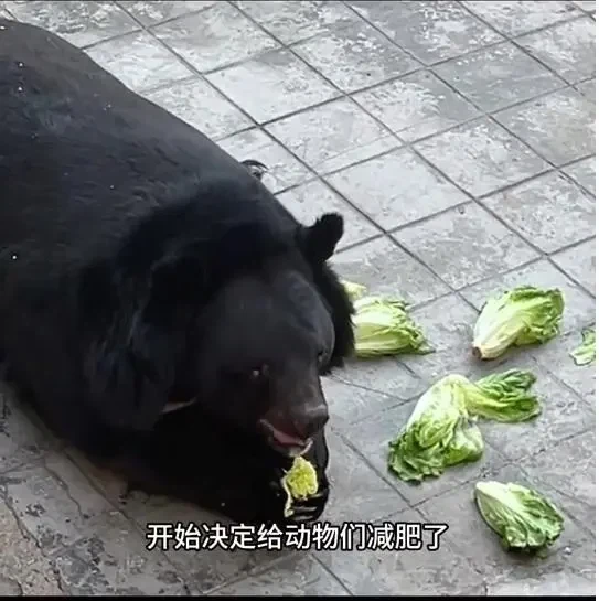 사료 민영화한 동물원의 최후_3.webp