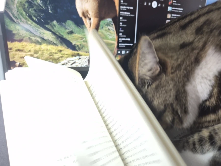 책읽는 고양이_1.webp