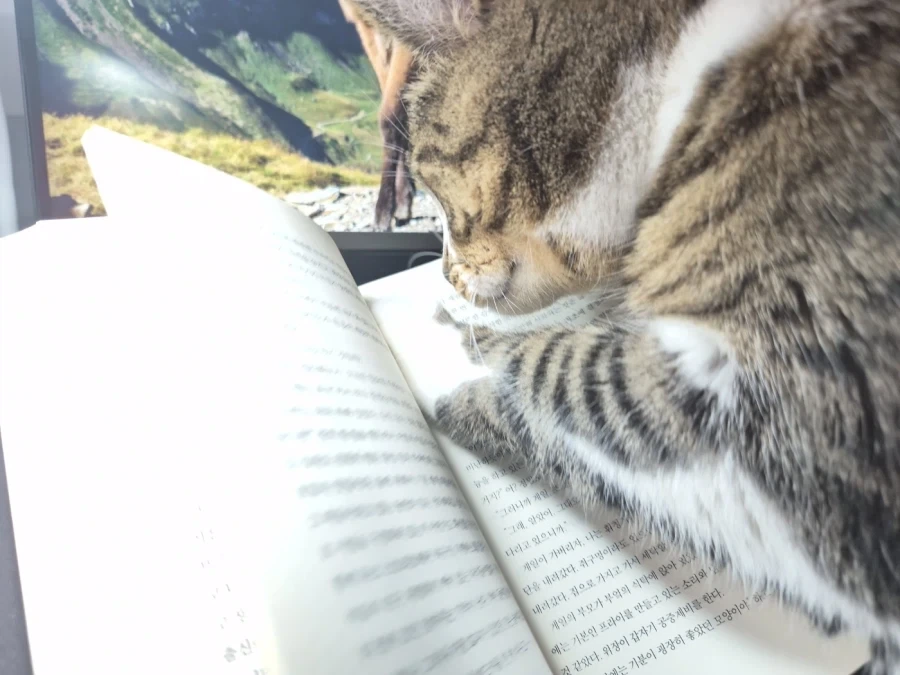 책읽는 고양이_2.webp