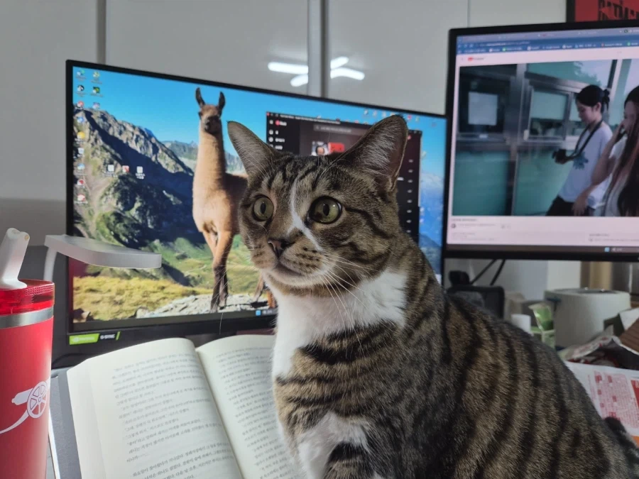 책읽는 고양이_5.webp