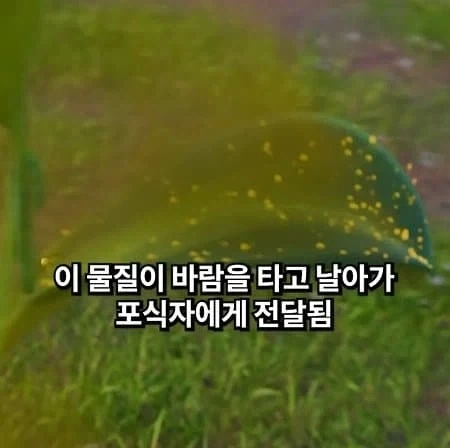 천적을 소환하는 식물_3.webp