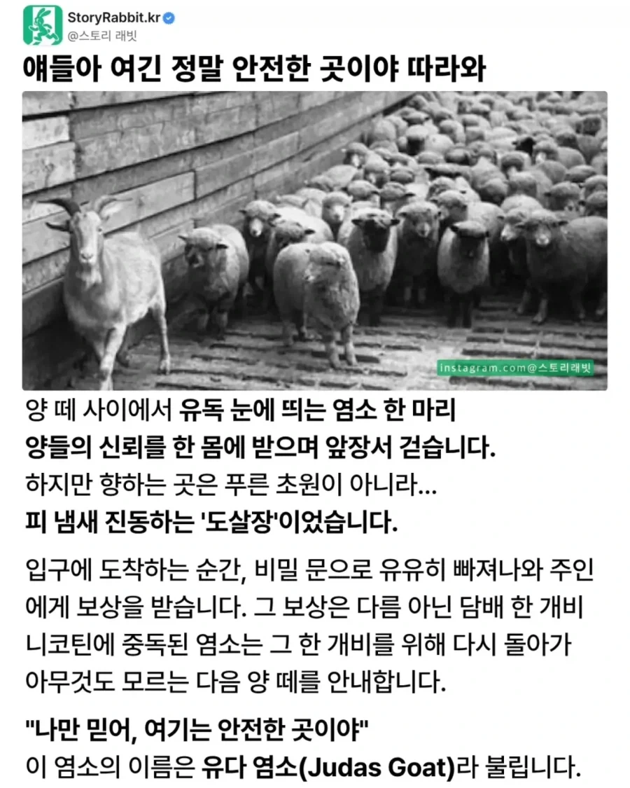 도축장에서 동료를 죽음으로 모는 유다 염소_1.webp