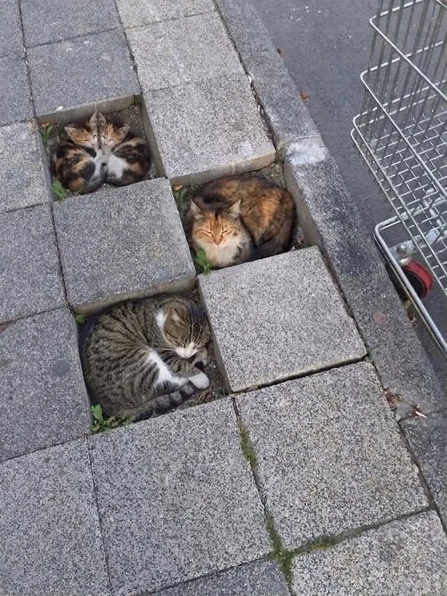 고양이 장식장_1.webp