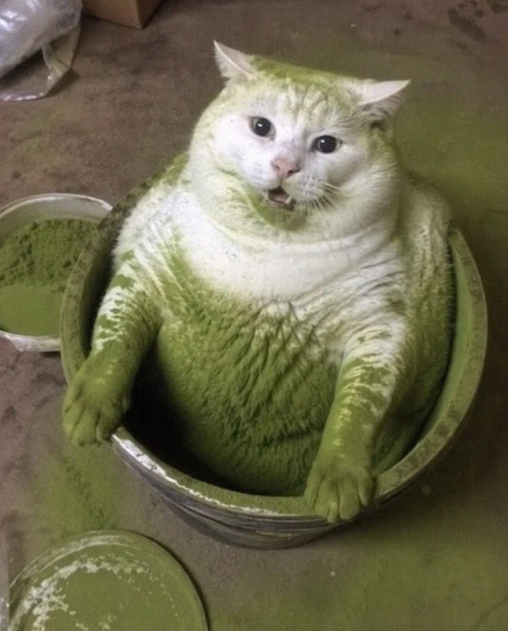 행운을 불러온다고 알려진 녹색 고양이.jpg_1.webp