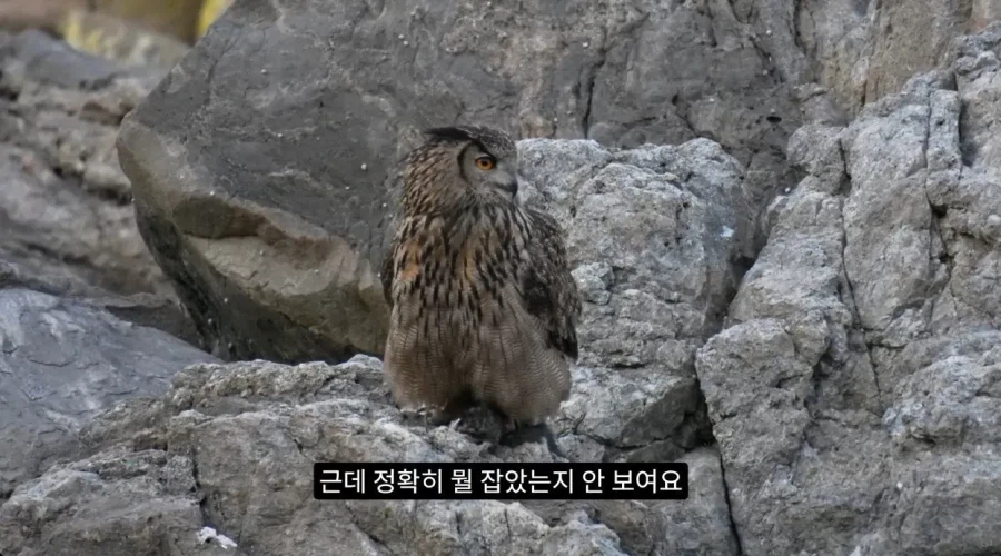 수리부엉이의 좋은 단백질 공급원_3.webp