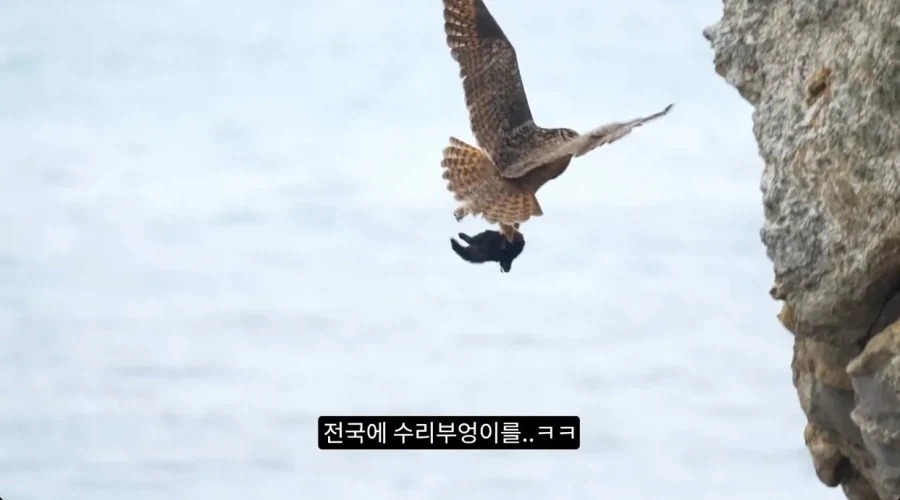수리부엉이의 좋은 단백질 공급원_7.webp