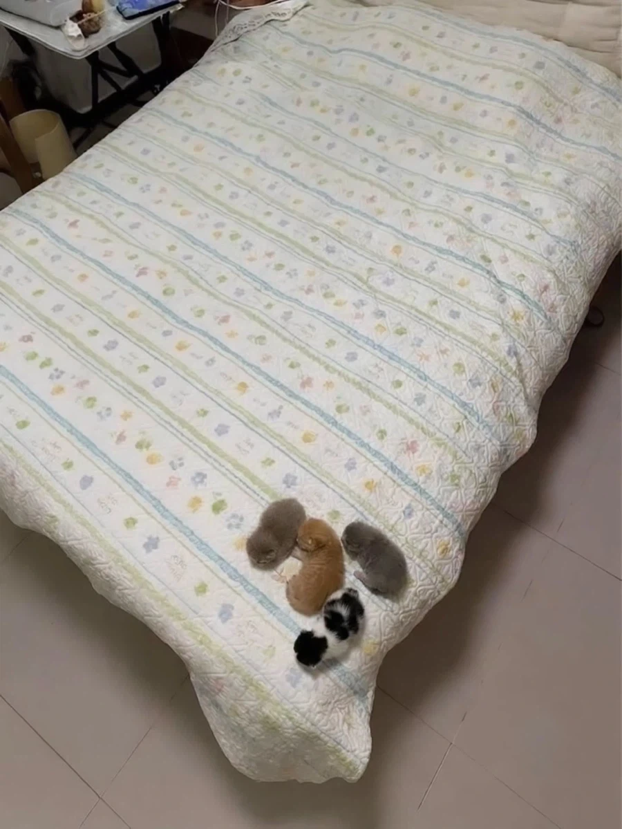 침대 모서리에 모여있는 꼬물이들..._1.webp
