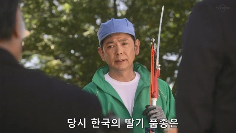한국이 훔쳐갔다고 일본이 한결같이 말하는 과일_1.webp