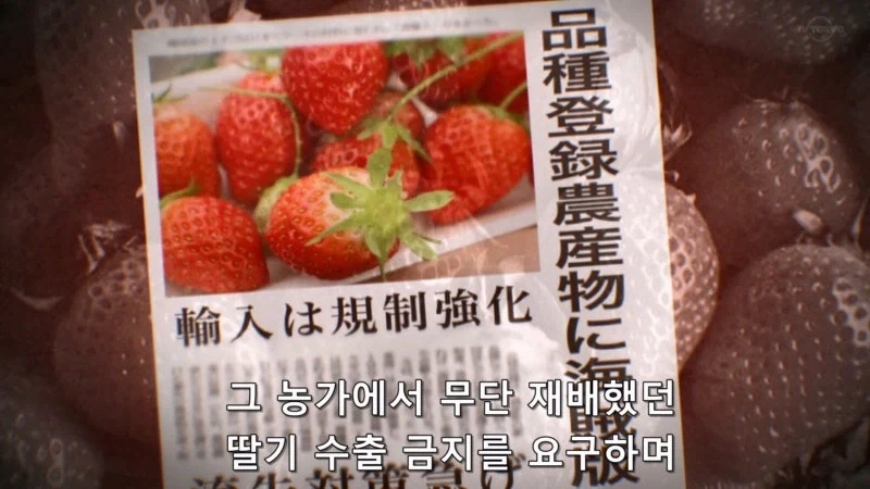 한국이 훔쳐갔다고 일본이 한결같이 말하는 과일_5.webp