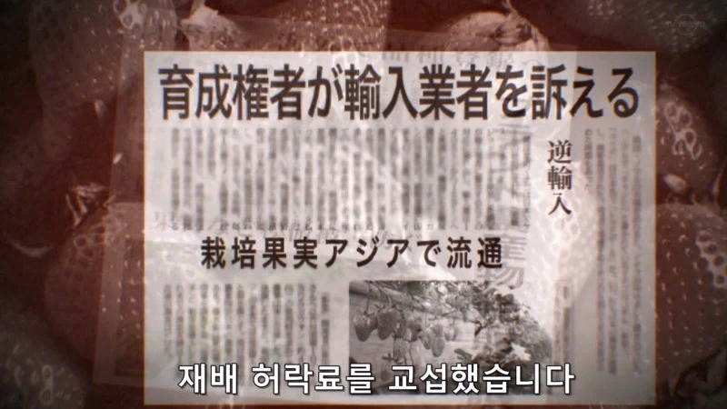 한국이 훔쳐갔다고 일본이 한결같이 말하는 과일_6.webp