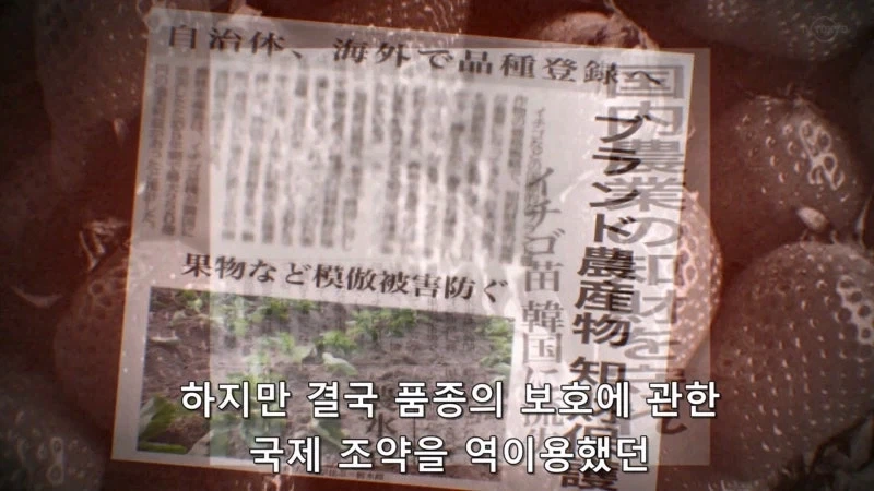 한국이 훔쳐갔다고 일본이 한결같이 말하는 과일_7.webp
